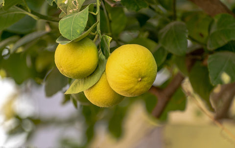 Wissenswertes und Wirkung - die Superkraft von Vitamin C für den Körper 