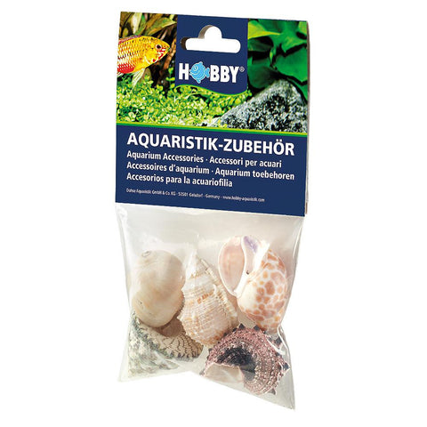   Sea Shell Set bester-kauf.ch