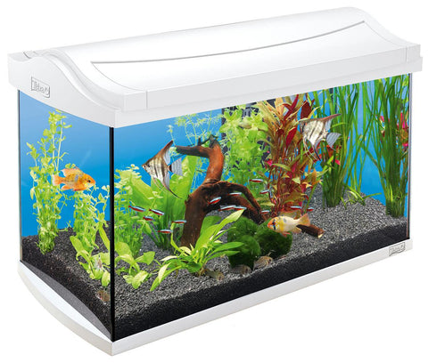   AquaArt Aquarium-Set LED Discover Line 60l, weiss bester-kauf.ch