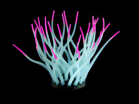   Kunststoffpflanzen FLUO Sea-Anemone, hellblau/pink bester-kauf.ch