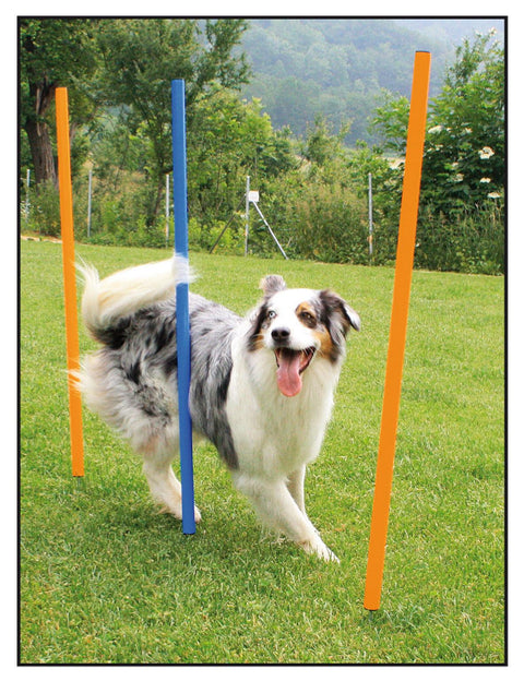   Agility Slalom Set bester-kauf.ch