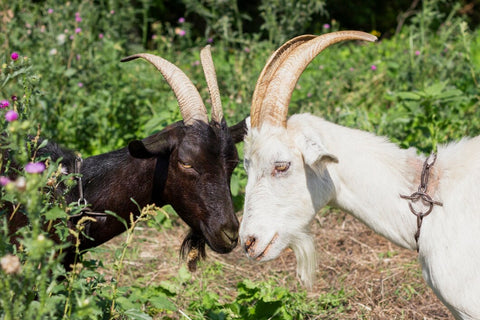 Ziegenmilchschokolade Bester-kauf.ch Bluemlisberg Schweiz