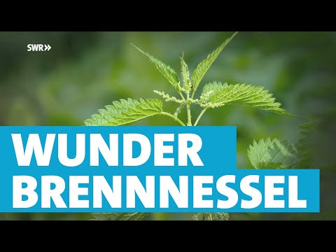 Brennnesseln Kneipp bester-kauf.ch